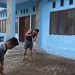 Perkuat Kekompakkan, PWI Simeulue Gelar Gotong Royong.